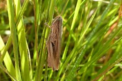 Chorthippus albomarginatus