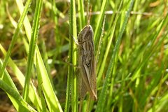 Chorthippus albomarginatus