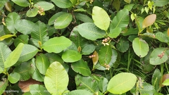 Dillenia suffruticosa