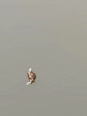 Trachemys scripta elegans