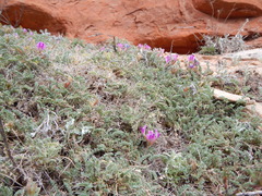 Astragalus sesquiflorus