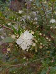 Myrtus