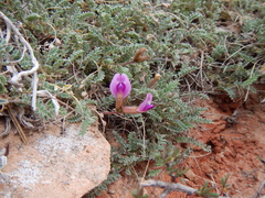 Astragalus sesquiflorus