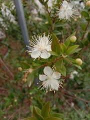 Myrtus