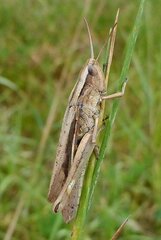 Chorthippus albomarginatus