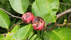 Glochidion littorale