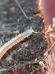 Gosodesmus claremontus