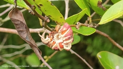 Glochidion littorale