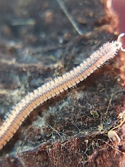 Gosodesmus claremontus