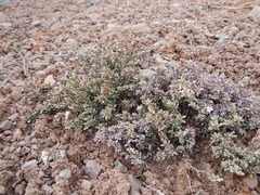 Penstemon caespitosus