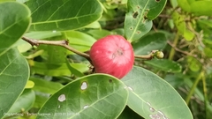 Glochidion littorale