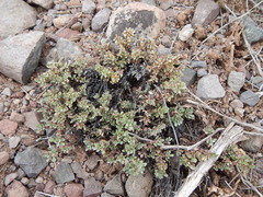 Penstemon caespitosus