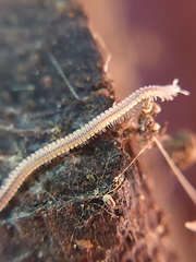 Gosodesmus claremontus