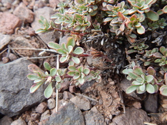 Penstemon caespitosus