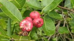 Glochidion littorale