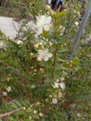 Myrtus