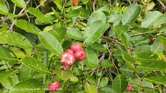 Glochidion littorale