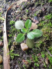 Arabidopsis thaliana
