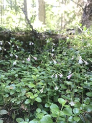 Linnaea borealis longiflora