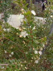 Myrtus