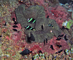 Stichodactyla mertensii