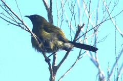 Anthornis melanura