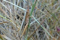 Chorthippus albomarginatus