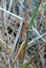 Chorthippus albomarginatus