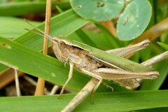 Chorthippus albomarginatus