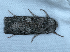 Cryptophasa irrorata