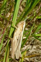 Chorthippus albomarginatus
