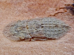 Ledromorpha planirostris