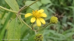 Wollastonia biflora
