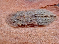 Ledromorpha planirostris