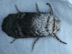 Cryptophasa irrorata