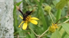 Rhynchium haemorrhoidale