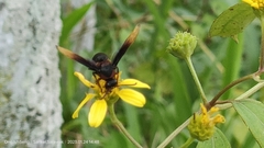 Rhynchium haemorrhoidale