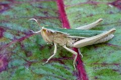 Chorthippus albomarginatus