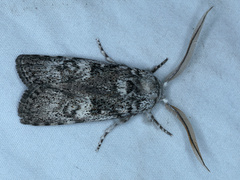 Cryptophasa irrorata