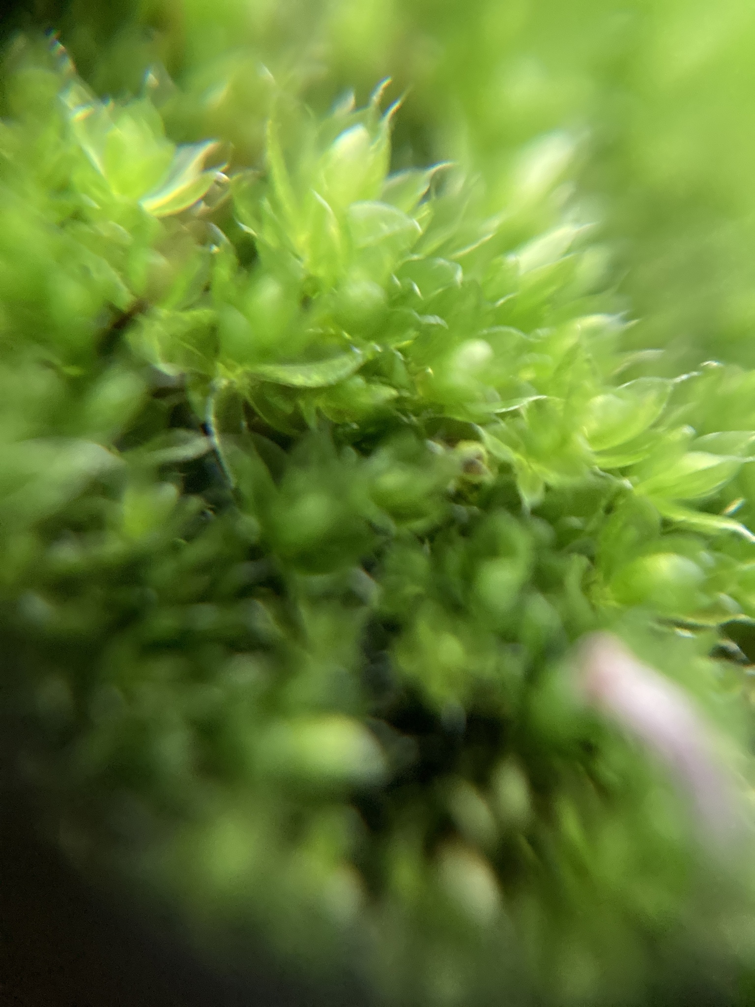 Ptychostomum capillare (Hedw.) D.T.Holyoak & N.Pedersen