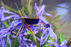 Didymuria violescens