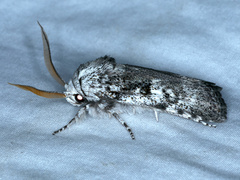 Cryptophasa irrorata