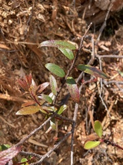 Gaultheria hispida