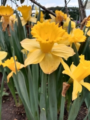 Narcissus tazetta chinensis