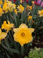 Narcissus tazetta chinensis