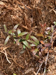 Gaultheria hispida