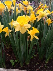 Narcissus tazetta chinensis