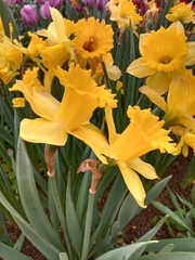 Narcissus tazetta chinensis