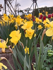 Narcissus tazetta chinensis