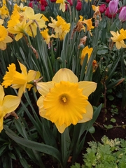 Narcissus tazetta chinensis